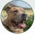 Tomek's pet